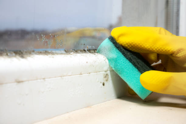 Best Environmental Consulting for Mold Prevention  in Las Palmas Ii, TX